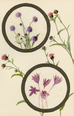Teufelsbiss Krätze & Wiese Safran Blume Aquarell Gemälde Anfang 20. Jh.