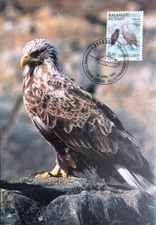 GREENLAND ARCTIC ANIMAL BIRD EAGLE MAXIMUM CARD 1988 #183 Mi 183