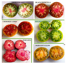 Graines 6 Tomates juteuses 10 graines par variété