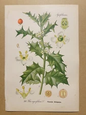 1886 ANTIQUE PICTURES LITHOGRAPH ART PRINT BOTANY FLOWER FLORA NATURE DECO PO...