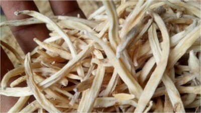 Safed Musli White Chlorophytum Borivilianum Indian Spider Whole Roots 60g to 2kg