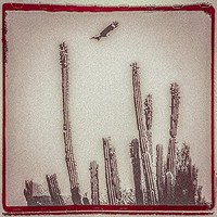 La Cruzada - Vinyl Record - G3Z