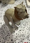 Tauntaun CLOSED  BELLY 1979 ESB Star Wars Vintage Action Figure Loose #3