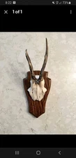 Oak Roe Deer Antler Mounting Plaque 5"by 8"