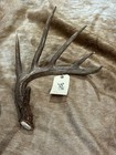 Lot Of 3 WILD whitetail deer antlers  Taxidermy Horns bone sheds 3219,3220,3223 — photo 7
