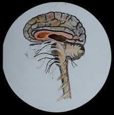 THE HUMAN BODY NO38 BRAIN SECTION C1910 Magic Lantern Slide MEDICAL ILLUSTRATION