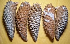 Assorted scolor lot of 5 knob cone knobcone pine cones all approx 5-1/2" long