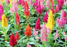 125 Samen Federbusch, Silber-Brandschopf, Mischung (Celosia argentea v. plumosa)