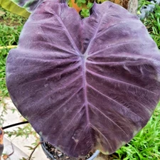 Colocasia Bulb Black Angel New Hybrid (Includes All Import Duties And Taxes)