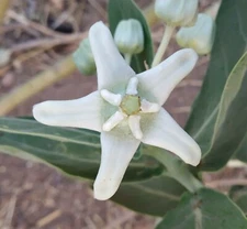 Calotropis Gigantea White | Giant Milkweed | Crown Flower | 20_Seeds