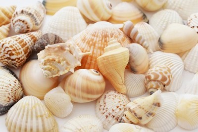 2 lbs (100) Tropical Shell Mix (1-2'') Beach Wedding Coastal Cottage Decor Crafts