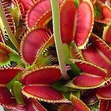 Variety Venus Flytrap Starter Grow Kits ~ Stocking Stuffers ~ Presents ~ Gifts