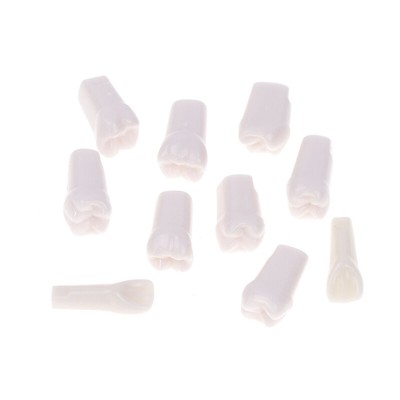 Dental Teeth Model For Studying Training Practice Teaching DemonstratioYR