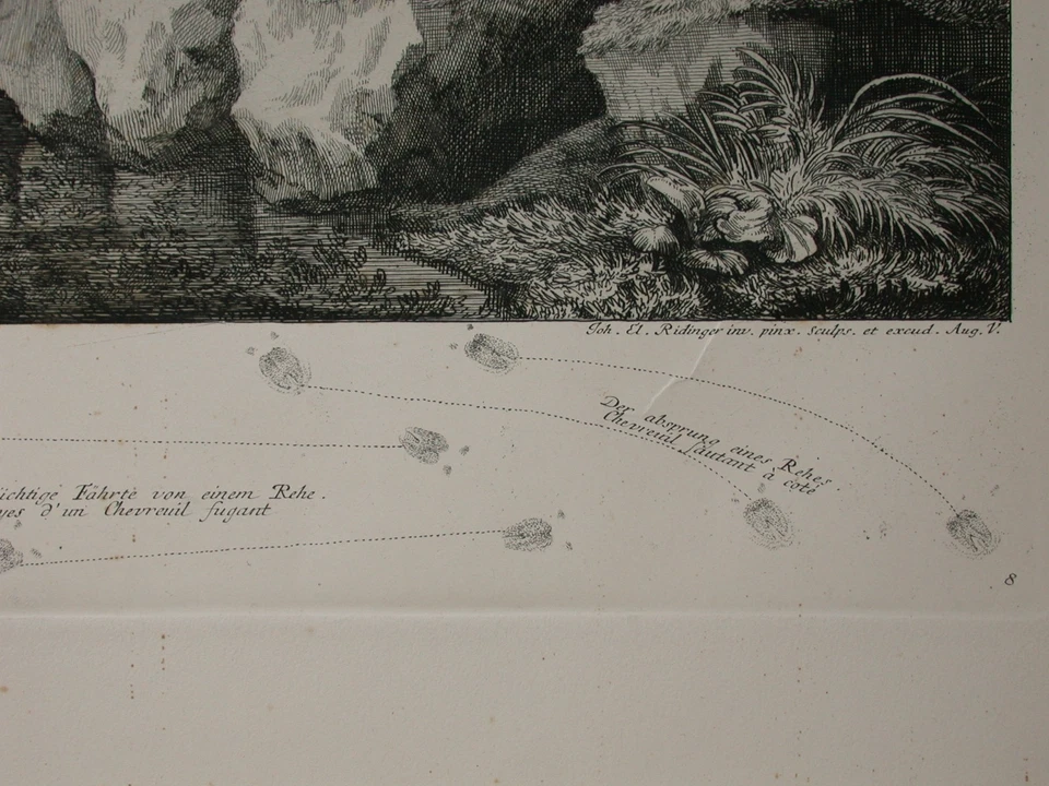 3 Kupferstiche von Johann Elias Ridinger (1698-1767) im repräsentativen Format - Bild 4 von 4