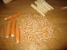 Maïs Doux Golden Bantam Bio