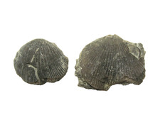 Ordovician brachiopod fossils Hebertella occidentalis McMillan Fm Kentucky #6