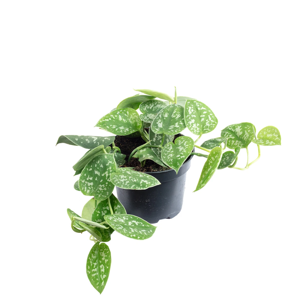 eibe kaufen in der nähe Eibe kaufen – immergrüne Heckenpflanze main image 1