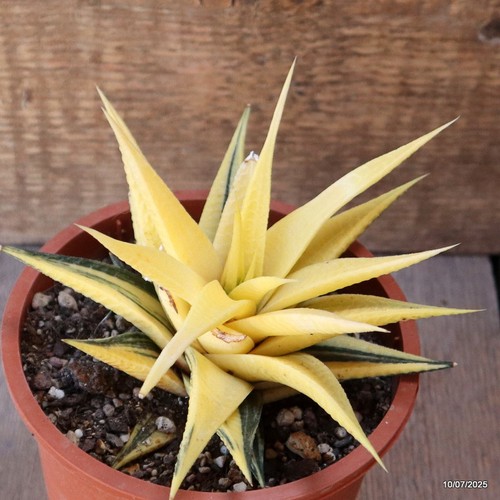D5198 HAWORTHIA LIMIFOLIA VARIEGATED pot13-H9-W14 cm MaMa Cactus - Picture 2 of 4