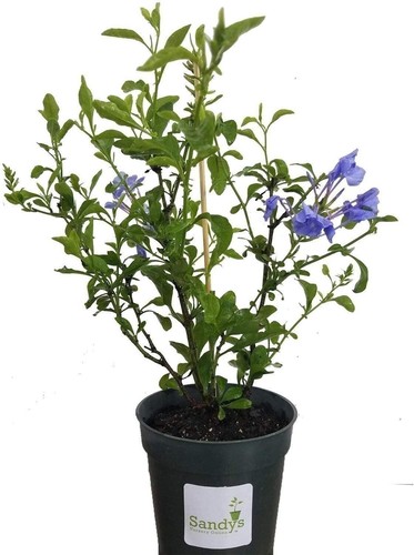 Plumbago auriculata Imperial Blue 4 Inch pot - Picture 5 of 9
