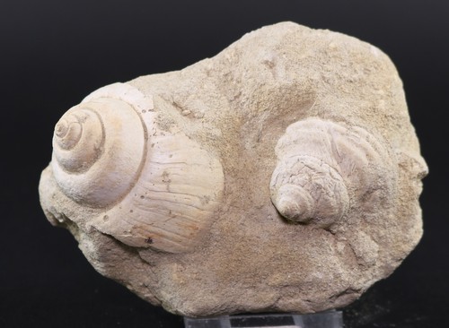 Fossil 2 Natica Gastropod Seashells Eocene Gaas France COA 5876 - Picture 4 of 7