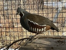 PRESALE  Mountain Quail Hatching Eggs  Qty 10+2 Shipping Late April Or May