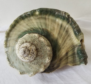 Large Turbo MARMORATUS Green Turban Seashell Shell 6"