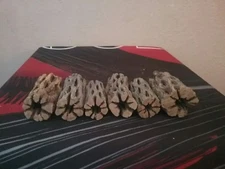 6 THICK pieces of 3" CHOLLA Wood | Fish, Pleco, Shrimp Aquarium, Hermit Crab