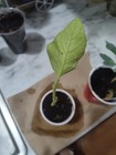 Live Eggplant Seedling - Live Plant - Free Shipping!