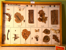 Waldschädlinge - Schulungs- / Lehrmodell