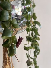 Aeschynanthus Rasta Lipstick Plant Indoor Tropical Purple Flowers Hanging