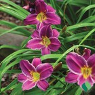 DAYLILY Purple d'Oro (1) Perennial Flower Bulb Bare Root Plant *An Eye Catcher