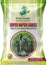 Super Napier Grass Seebs High Yield, Multi Cut Grass | 100 G Cattle Fodder BEST
