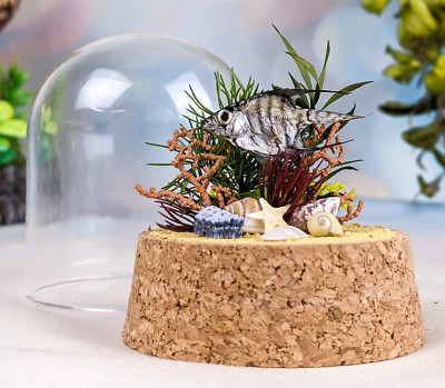 Baby Freshwater Angelfish Fish Glass dome display Taxidermy Oddity nautical gift