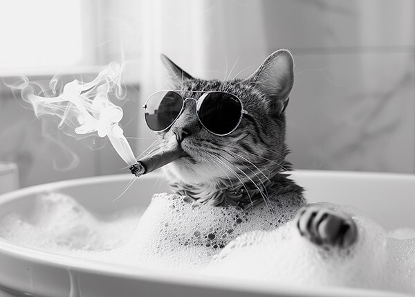 Cat In Bath Smoking Cigar - Cute Funny Animals