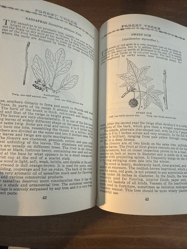 1955 State of Illinois Forest Trees of Illinois Book - 71 pages - 9" x 6" - Picture 5 of 5