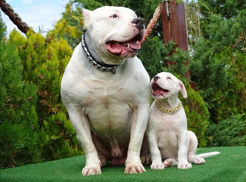 Xl American Bully 47 Ambully 47 American Bullies 47 Ambullies Dogs Puppies Gumtree Australia Melbourne City Melbourne Cbd 1256741347