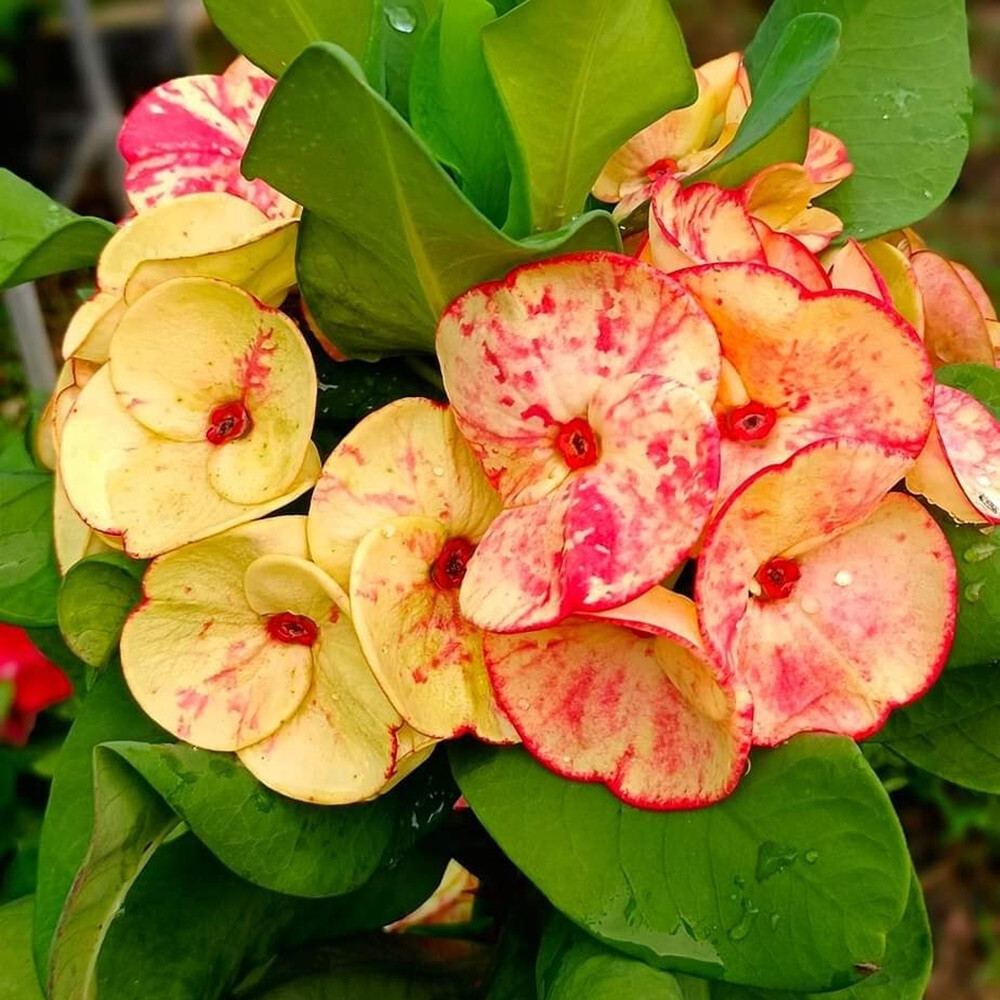 Crown of Thorns Rakhangthong Plant Christ Thorn Euphorbia Milii Thai Tall  5'' | eBay