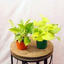 LIVE Combo Marble Queen Pothos and Neon Pothos evergreen vine plants in 4" pots