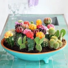Mixed Variety Cactus Seeds, 100pcs/pack