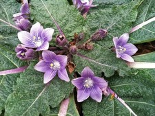 10 Seeds Mandragora Officinarum Mandrake Medicinal Perennial Herbaceous Plants