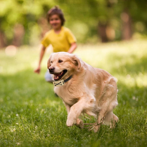 Elektrozaun für Hunde 2 in 1 Kabellos Hundezaun Halsband Haustier Eindämmungssystem - Bild 77 von 77