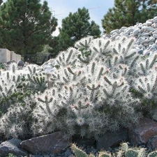 Cholla 'Oregon Haze' (Cylindropuntia echinocarpa) COLD HARDY