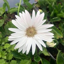 Gerbera Garvinea Sweet Frosting Hardy White Bedding Pots 2 Plants 5cm