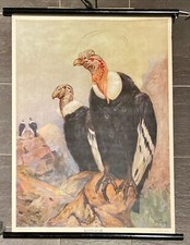 Schulwandkarte Rollkarte Kondor Schweden 1950er Esselte Rar