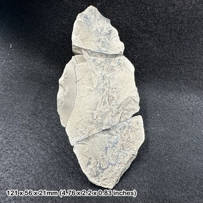 Pleistozäne Pflanzenfossilien im Schnittknoten, Ottawa, Kanada