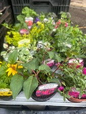 6 MIXED HANGING BASKET, PATIO POT PLANTS, 9CM POTS MIXED VARIETIES, EASY TO GROW