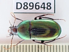 D89648. Insects, Carabidae sp. Vietnam South. Bao Loc