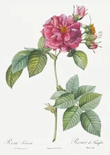 Pink Francfort Rose Les Roses by Pierre Joseph Redouté Print Repro