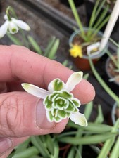 Galanthus Snowdrop plants 3 bulbs per pot 4 x 9cm pot