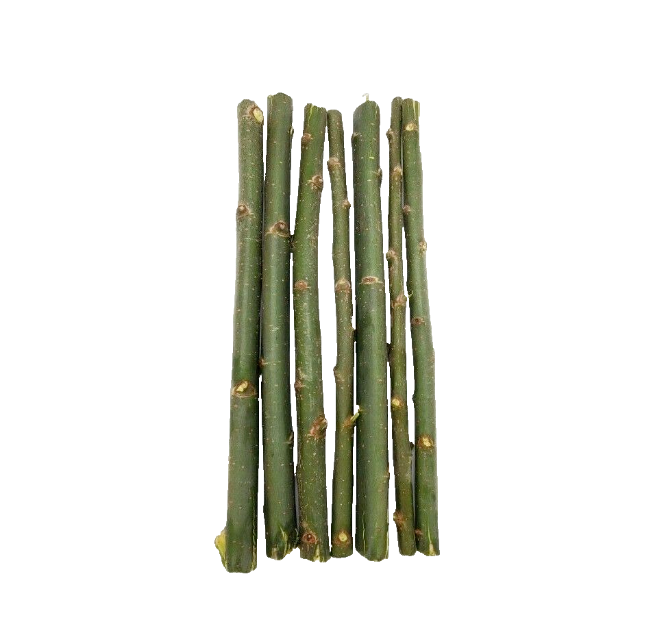 Austree Hybrid Willow Tree Cuttings 120 Pack Fast-Growing